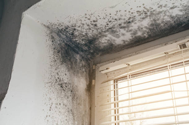 Affordable Mold Cleanup solutions in Wakefield, VA